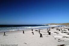 Eselspinguin (78 von 97).jpg